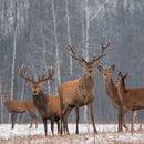 The Hunter- Deer Antler Wood & Tungsten Men’s Wedding Rings | Madera Bands